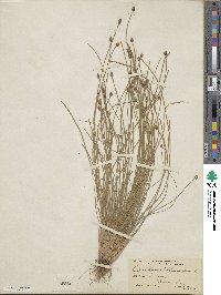 Eleocharis obtusa image