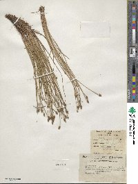 Eleocharis obtusa image