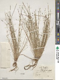 Eleocharis obtusa image