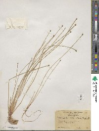 Eleocharis obtusa image