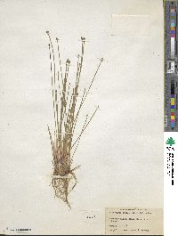 Eleocharis obtusa image