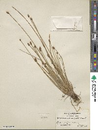 Eleocharis obtusa image