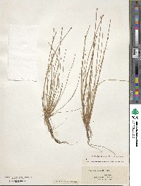 Eleocharis obtusa image