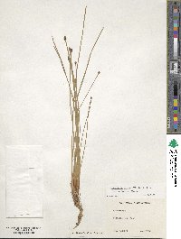 Eleocharis obtusa image