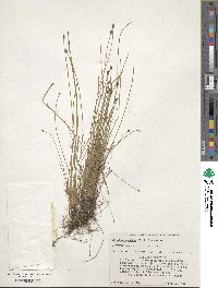 Eleocharis obtusa image