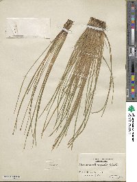 Eleocharis obtusa image