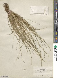 Eleocharis obtusa image