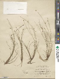 Eleocharis obtusa image