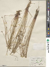 Eleocharis obtusa image