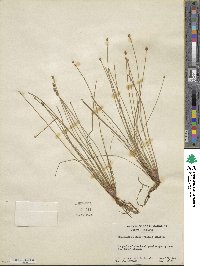 Eleocharis obtusa image