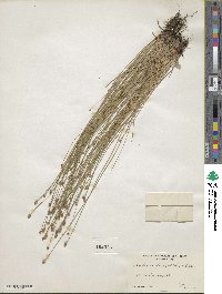 Eleocharis obtusa image