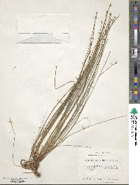 Eleocharis obtusa image