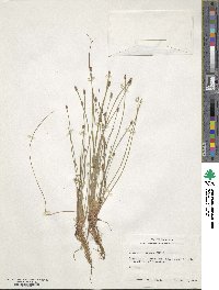 Eleocharis obtusa image