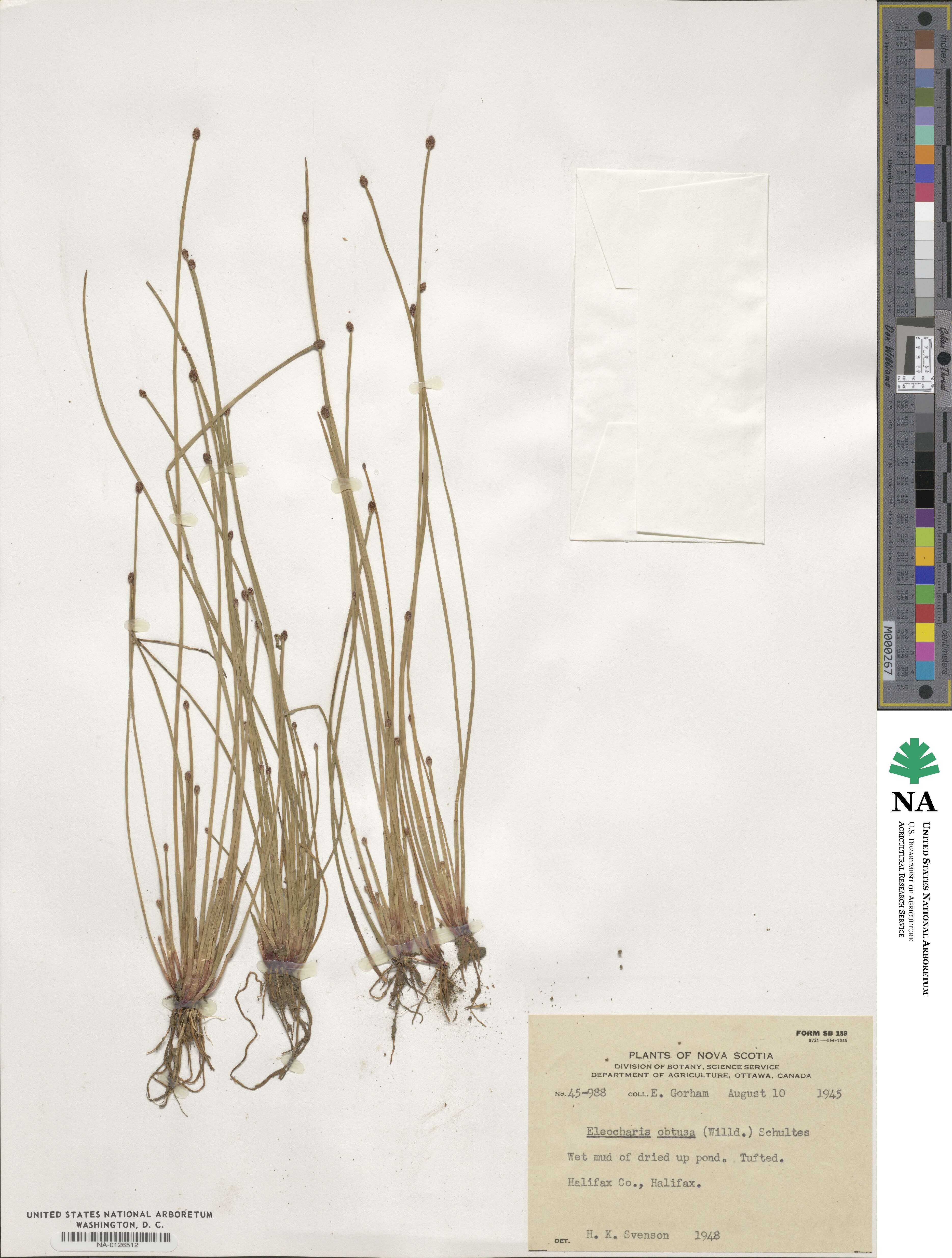 Eleocharis obtusa image