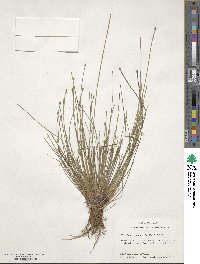 Eleocharis obtusa image