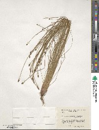 Eleocharis obtusa image