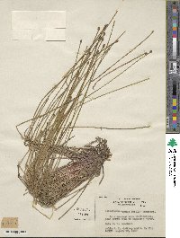 Eleocharis obtusa image