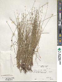 Eleocharis montevidensis image