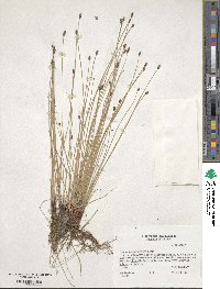 Eleocharis montevidensis image