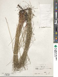 Eleocharis montevidensis image