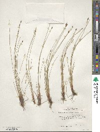 Eleocharis montevidensis image