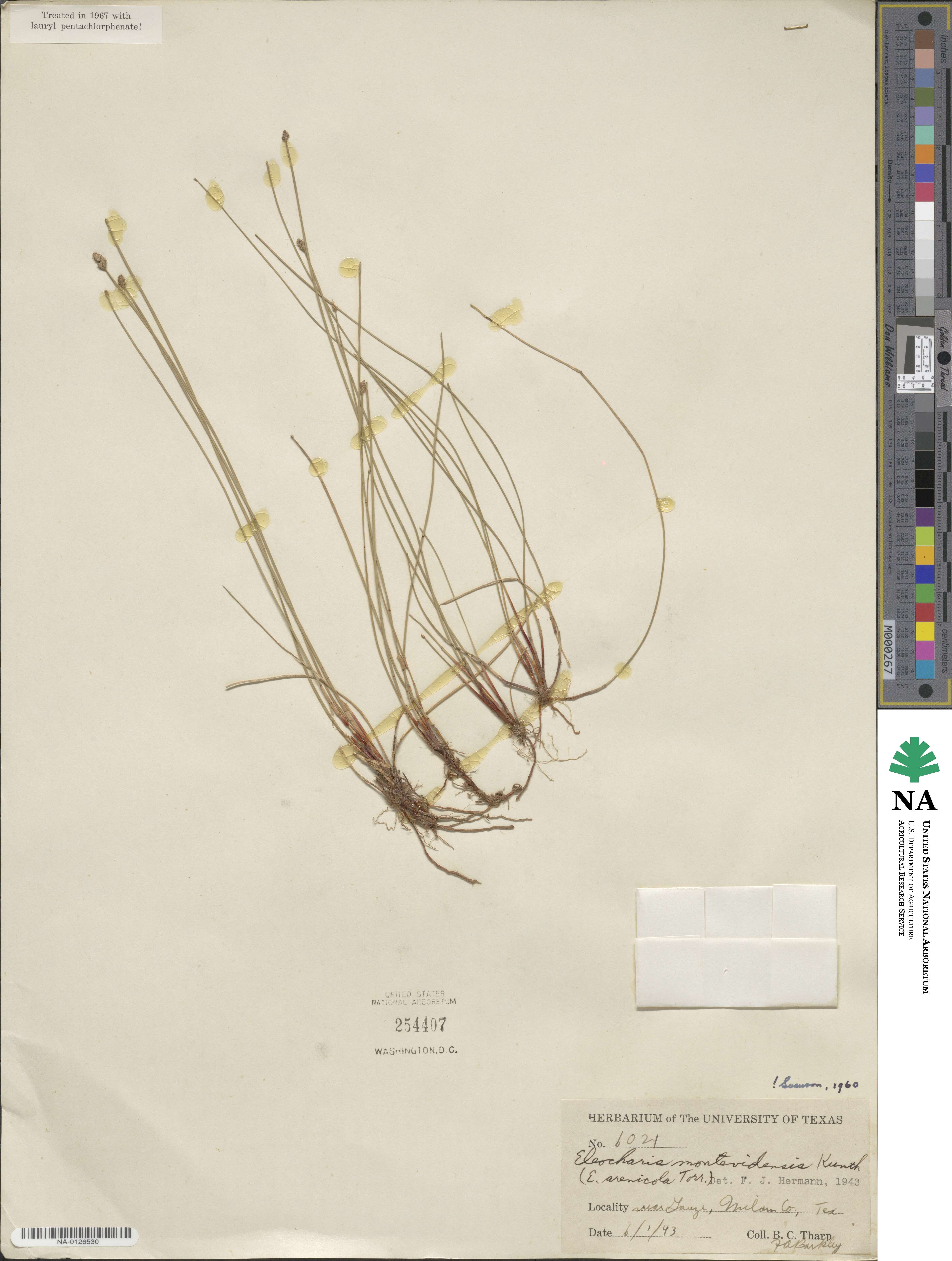 Eleocharis montevidensis image