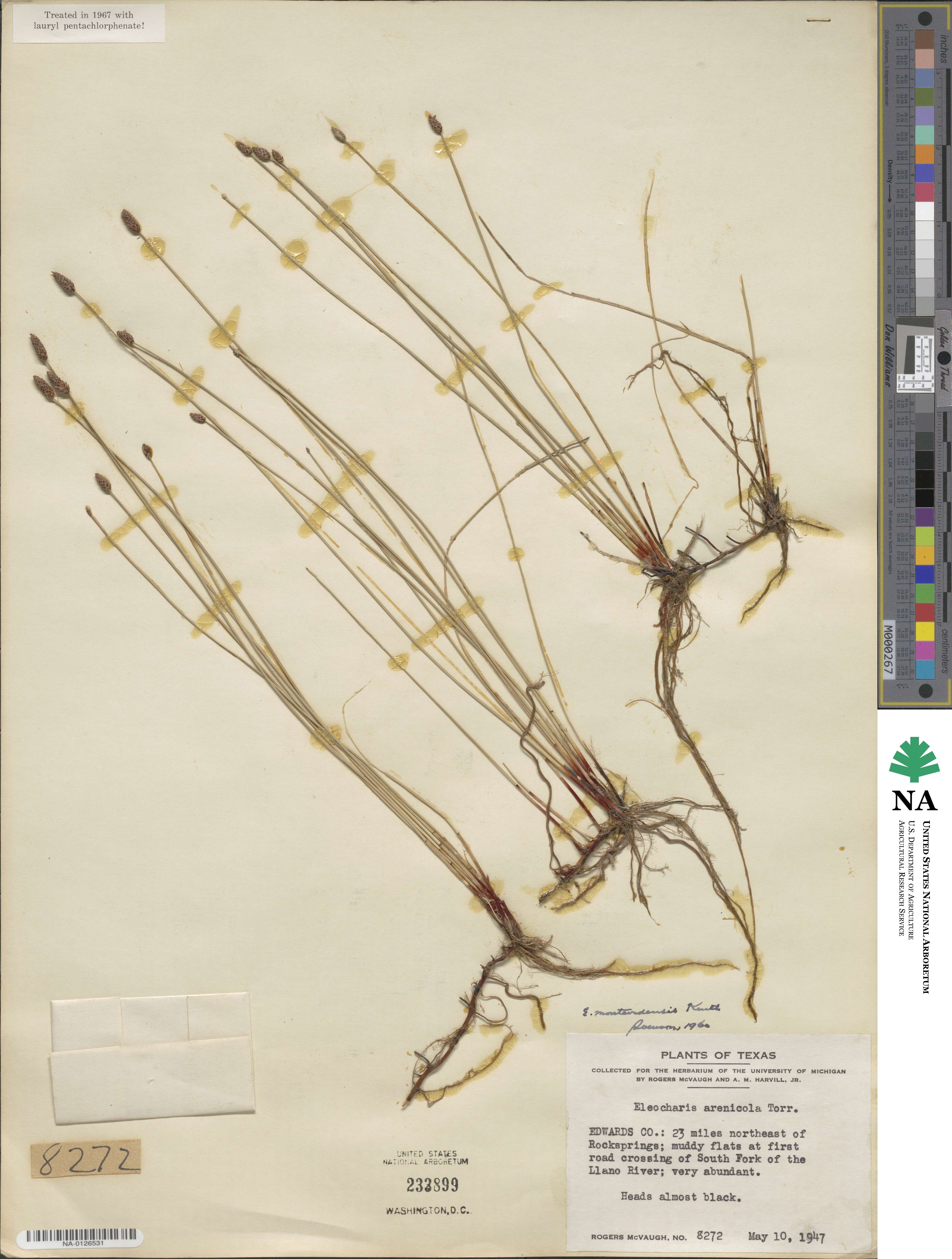 Eleocharis montevidensis image