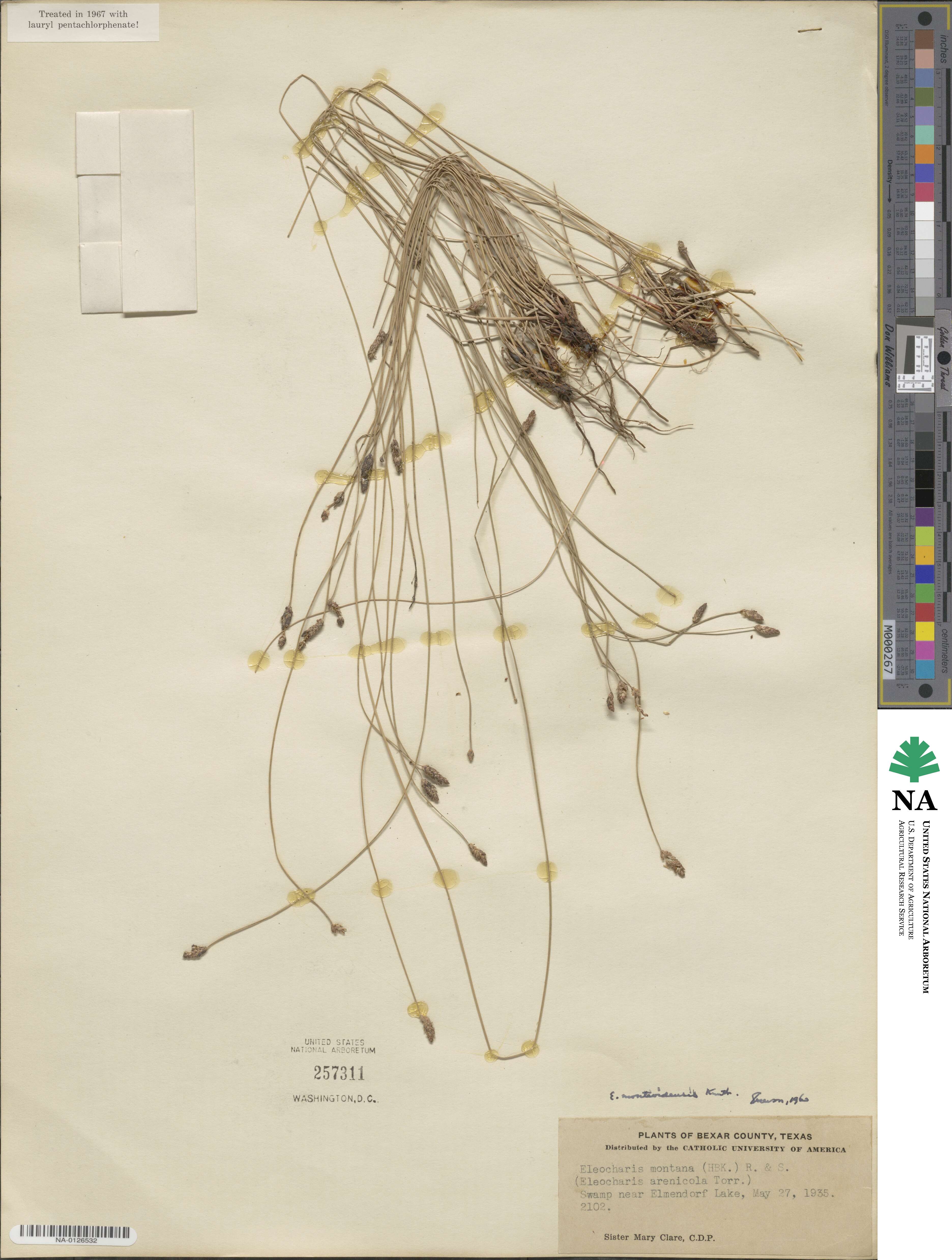 Eleocharis montevidensis image