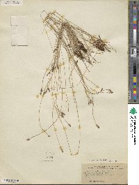 Eleocharis montevidensis image