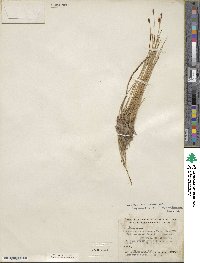 Eleocharis montevidensis image