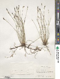 Eleocharis montevidensis image