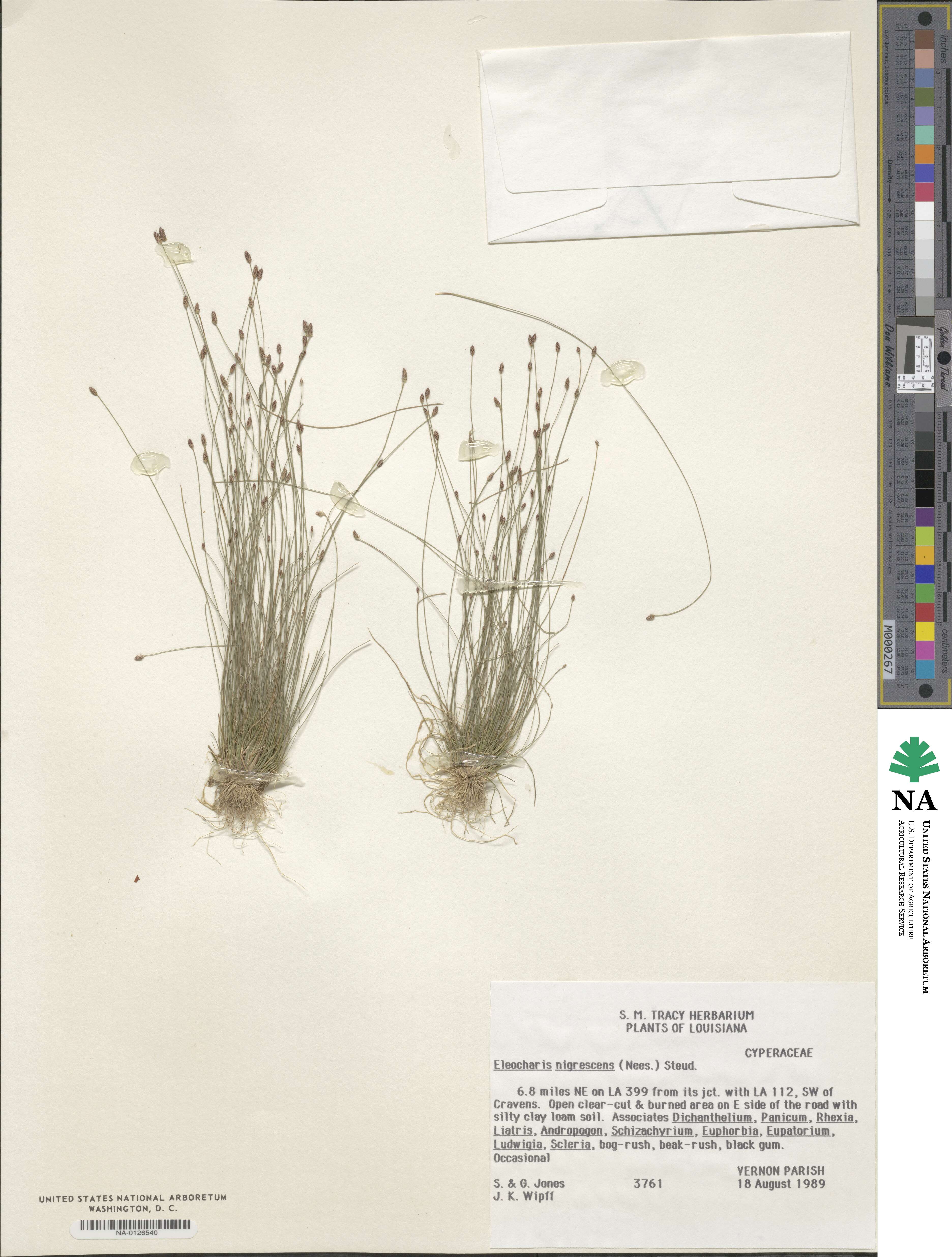 Eleocharis nigrescens image