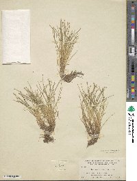 Eleocharis flavescens var. flavescens image