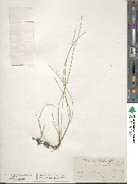 Eleocharis flavescens image