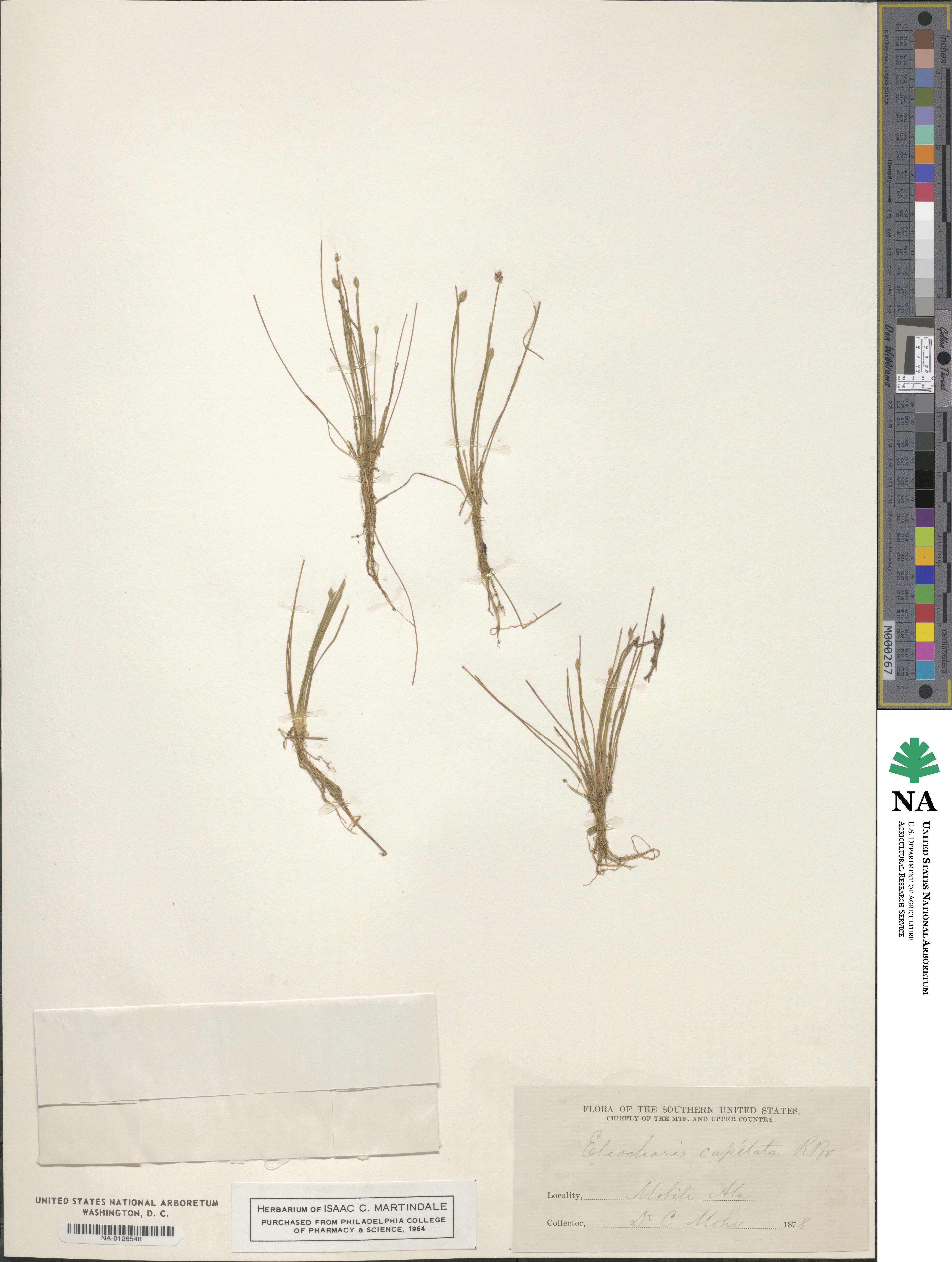 Eleocharis flavescens var. flavescens image