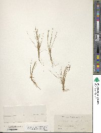 Eleocharis flavescens image