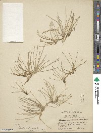 Eleocharis flavescens image