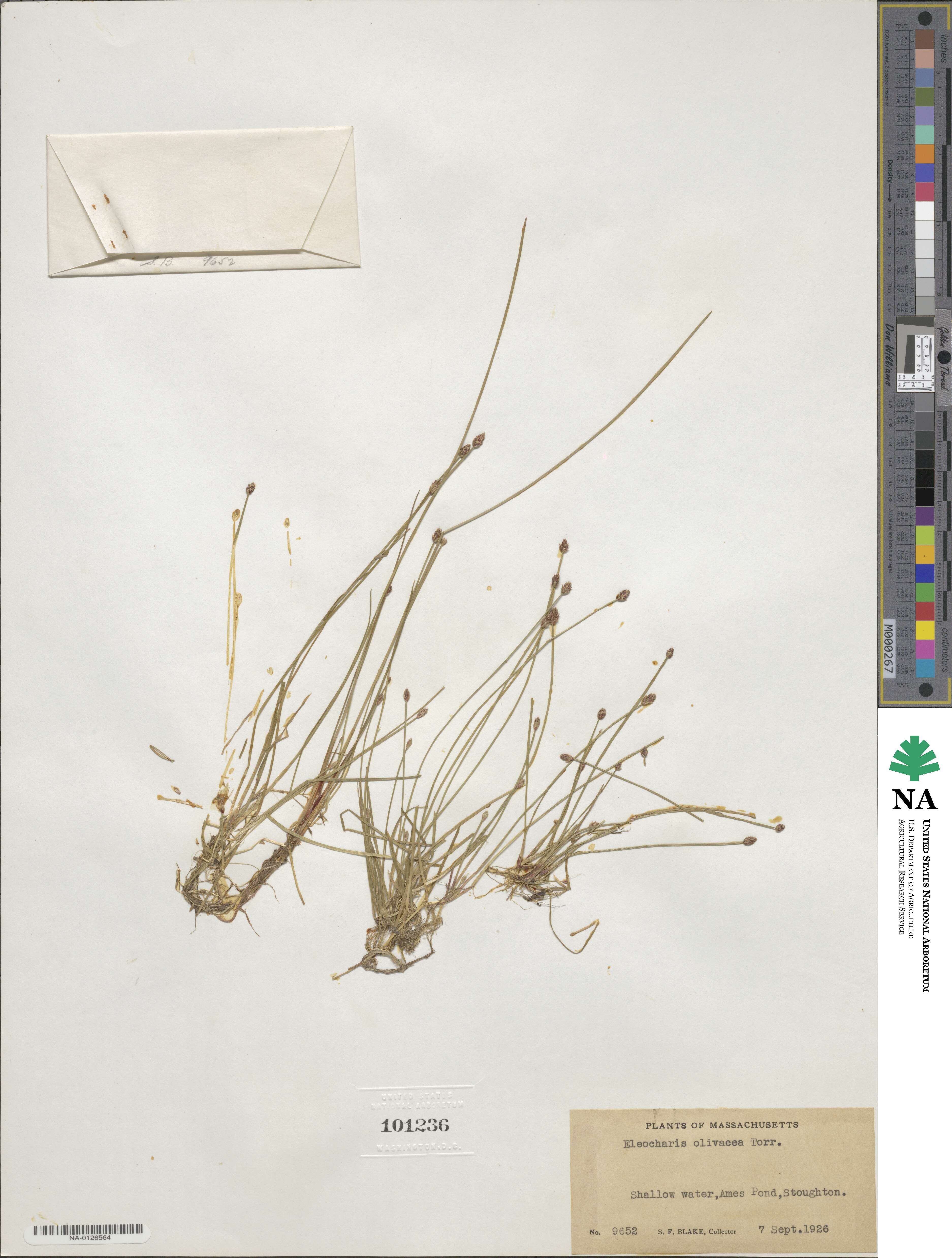 Eleocharis flavescens image