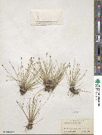 Eleocharis flavescens image