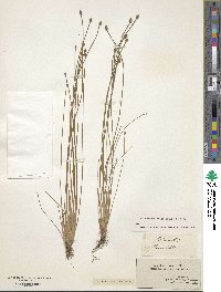 Eleocharis ovata image