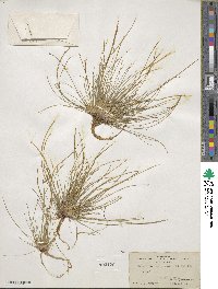 Eleocharis ovata image