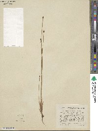 Eleocharis ovata image