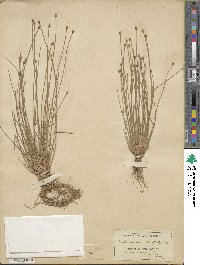 Eleocharis ovata image