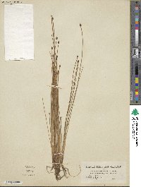 Eleocharis ovata image