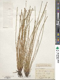 Eleocharis ovata image