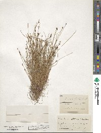 Eleocharis ovata image