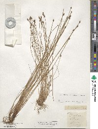 Eleocharis ovata image