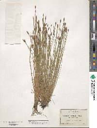 Eleocharis ovata image