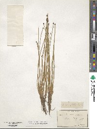 Eleocharis ovata image