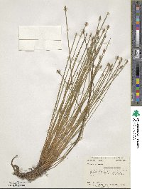 Eleocharis ovata image